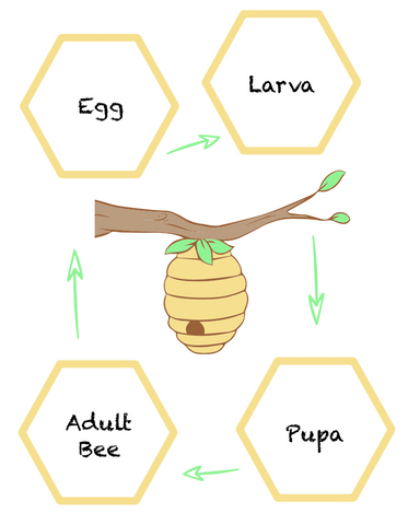 Life Cycle of a Bee Download